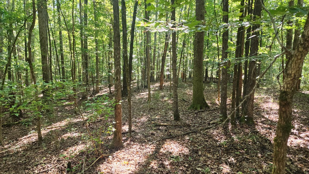 Lot Size Lot Size Road Hamilton, GA 31811 - Photo 10 of 23 Gallery Image 10