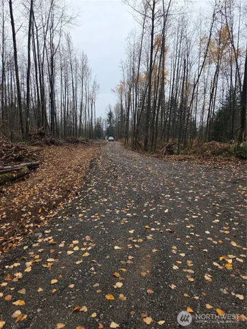 a view of backyard with tree