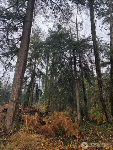 a view of a forest with trees