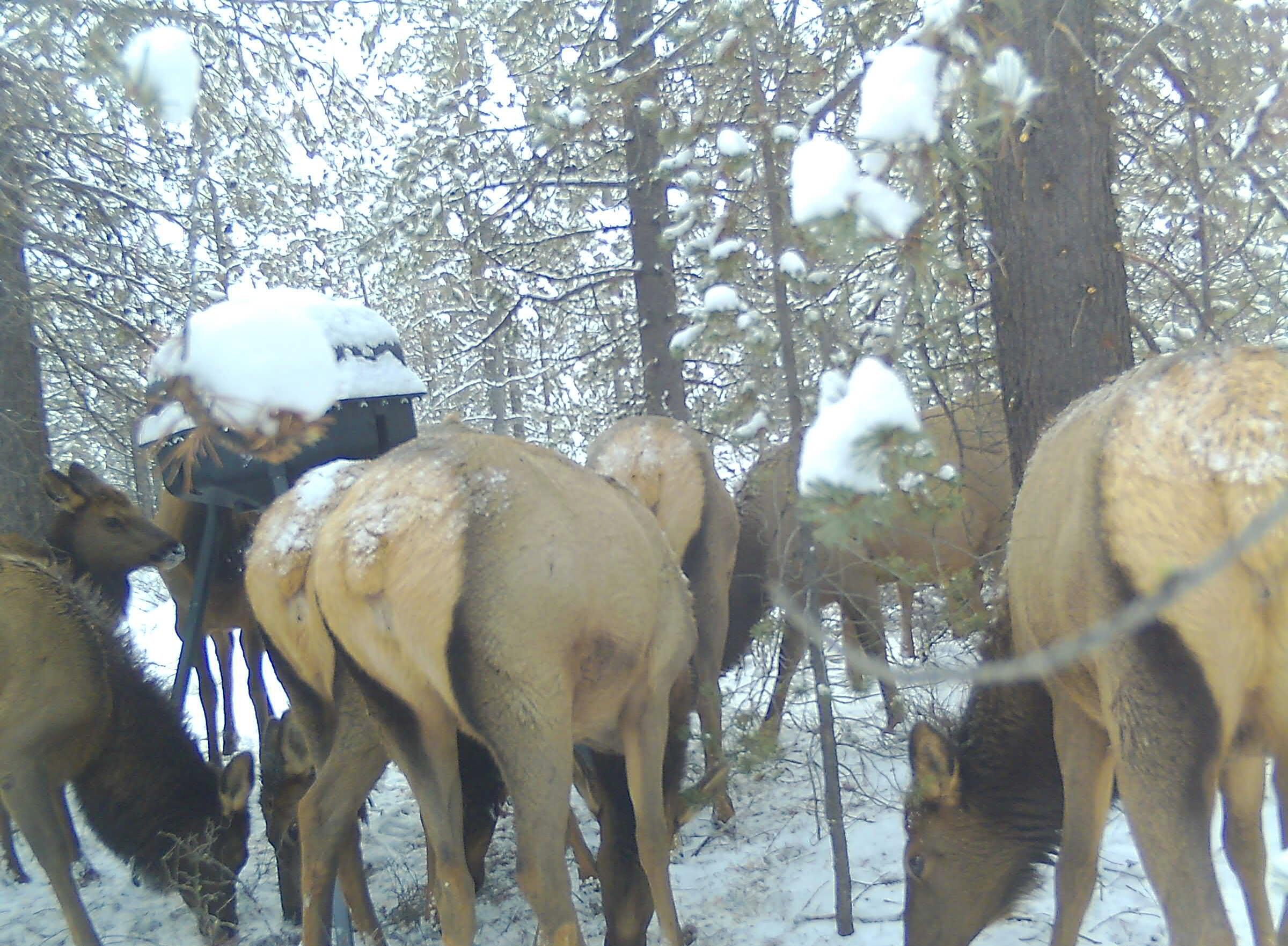 15600 Deedon Lane La Pine, OR 97739 - Photo 8 of 10 Trail Cam Wildlife Pics