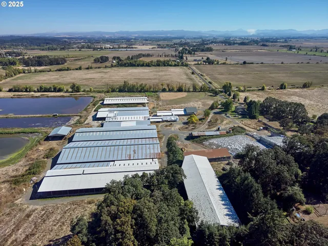 a view of a yard with plants and large trees