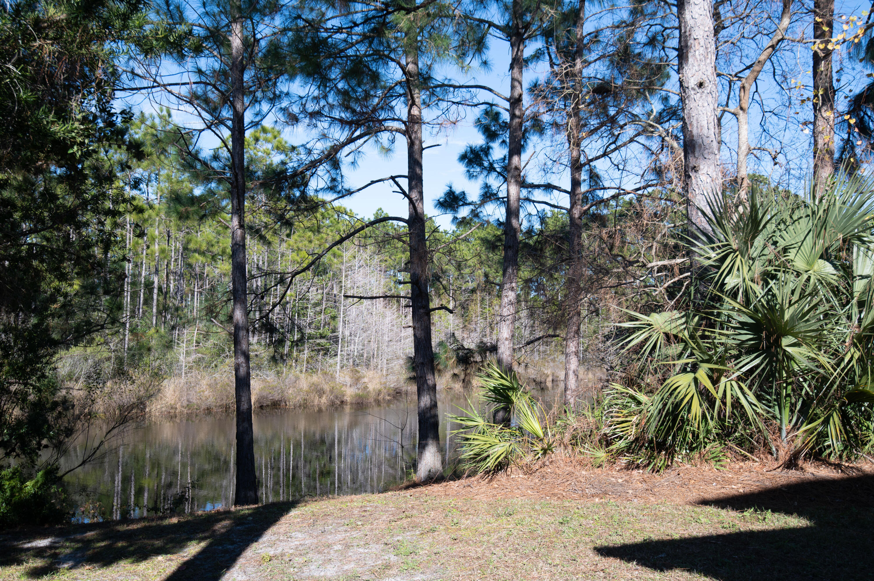 407 Calle Escada Santa Rosa Beach, FL 32459 - Photo 4 of 17 a backyard of a house with lots of green space