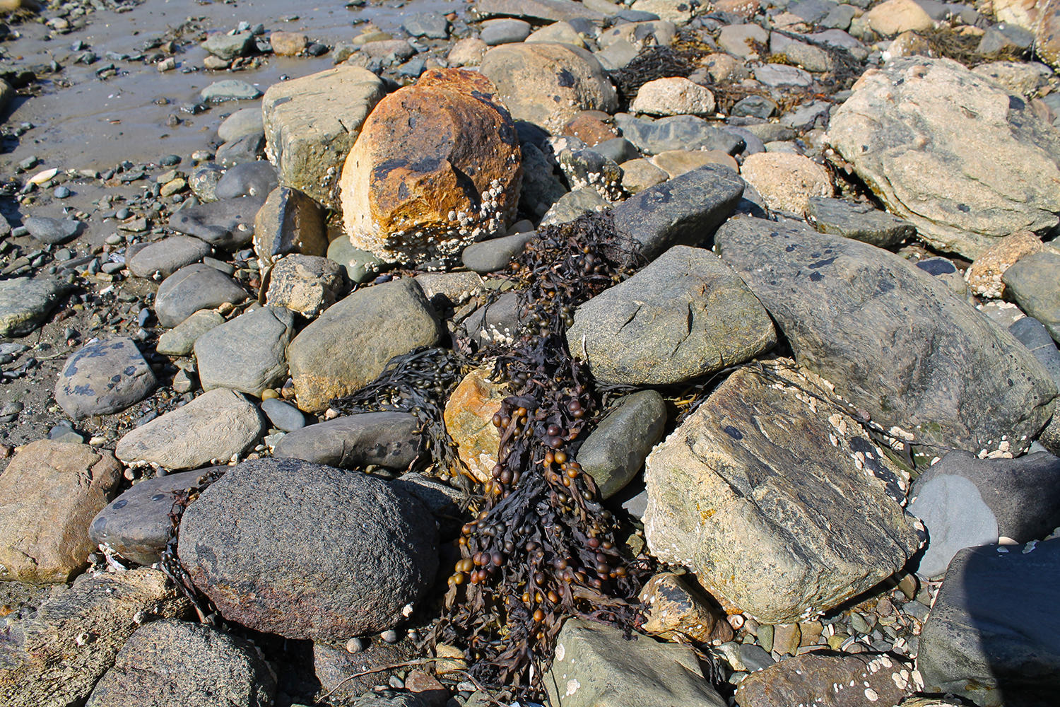 113 Lopaus Point Road Bernard, ME 04612 - Photo 19 of 23 SeaweedPebblesRocks