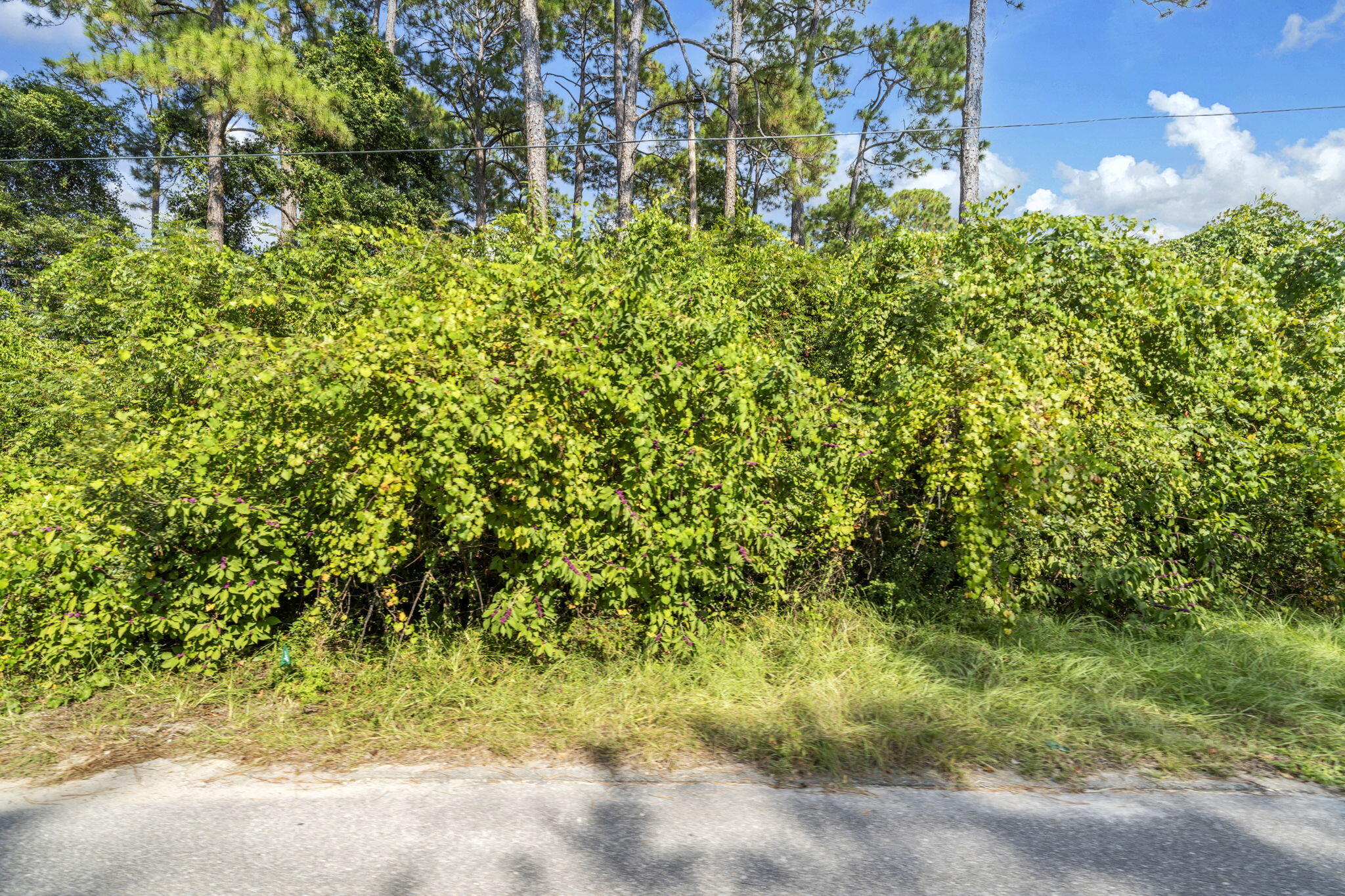 Lot 8 South Magnolia Beach Way Santa Rosa Beach, FL 32459 - Photo 17 of 20 a view of a yard with plants