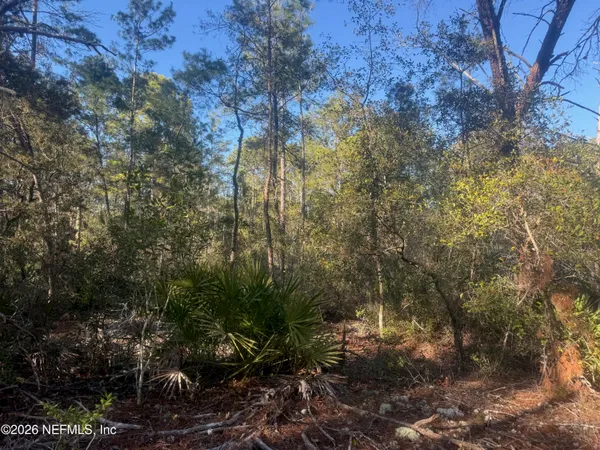 a view of a forest