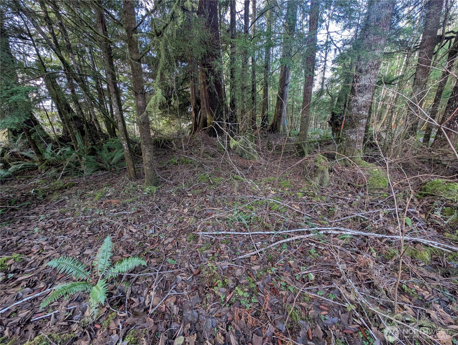 300 Sekiu River Road Sekiu, WA 98381 - Photo 13 of 25 a view of a forest with trees