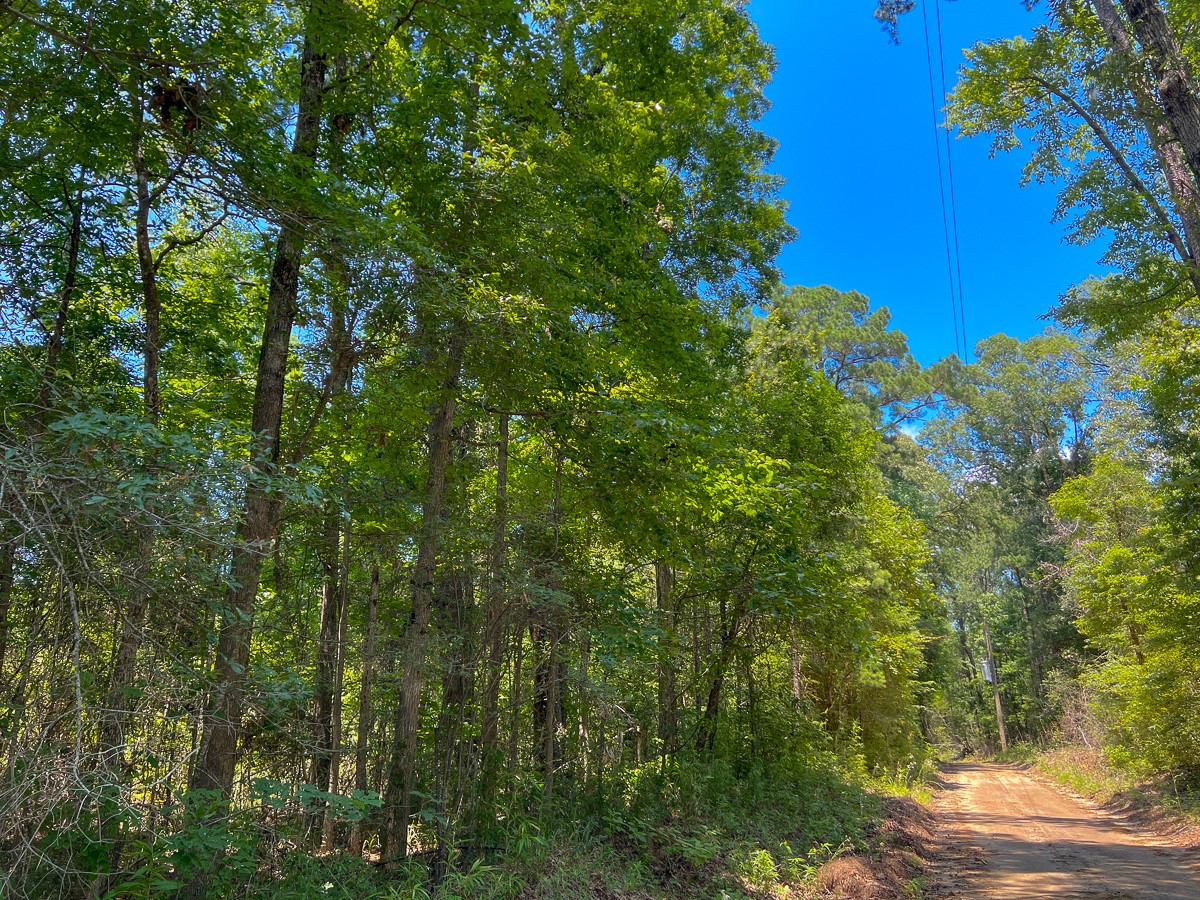 4 New Haven Road Hemphill, TX 75948 - Photo 6 of 8 a view of a tree