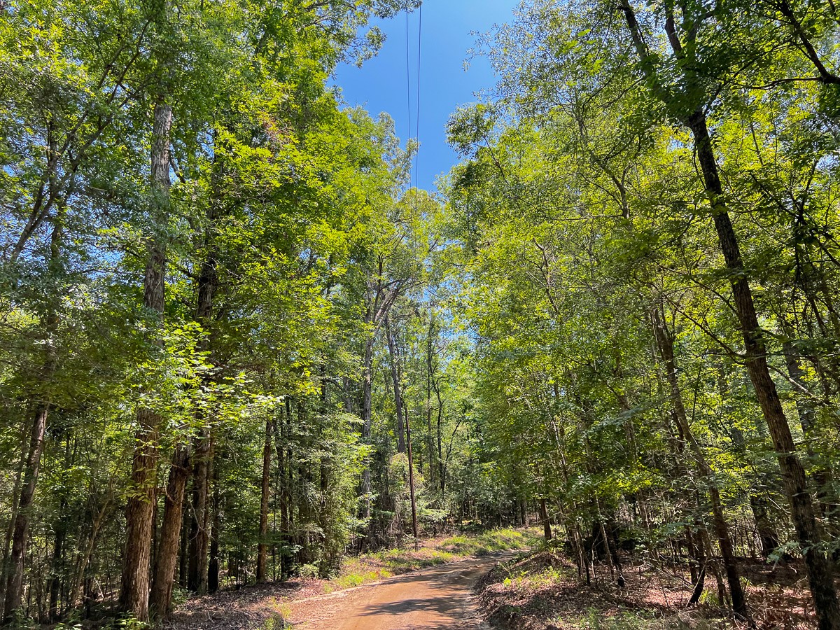 4 New Haven Road Hemphill, TX 75948 - Photo 7 of 8 a view of a yard with plants and trees