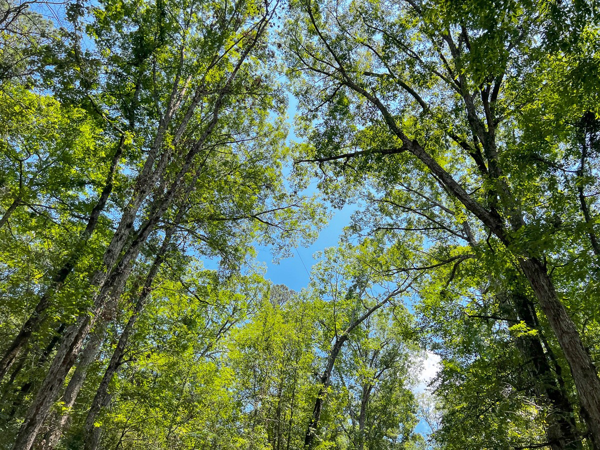 4 New Haven Road Hemphill, TX 75948 - Photo 8 of 8 a view of a tree
