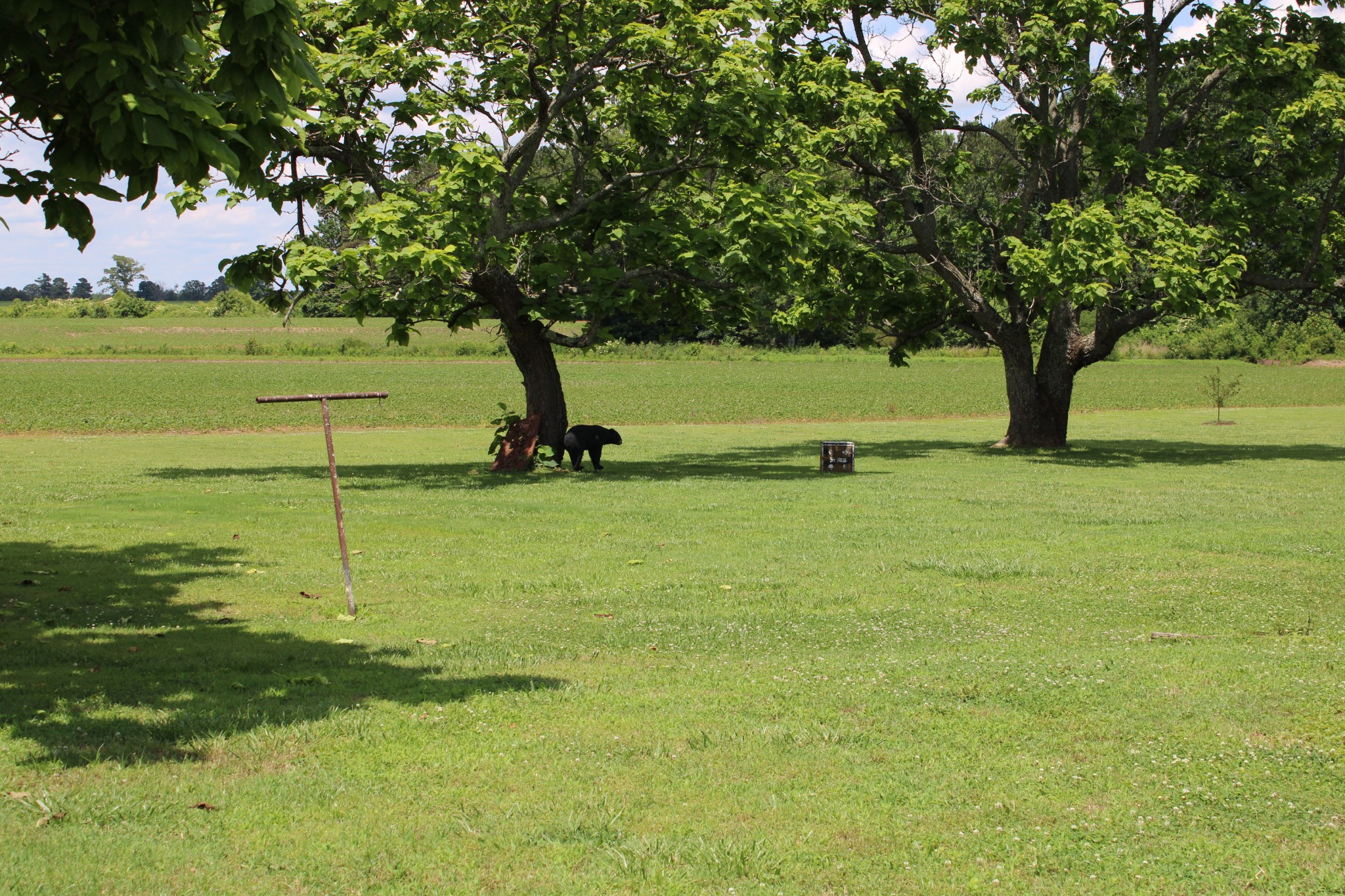 25677 Bethel Road Elkmont, AL 35620 - Photo 27 of 28 a view of a field with an trees