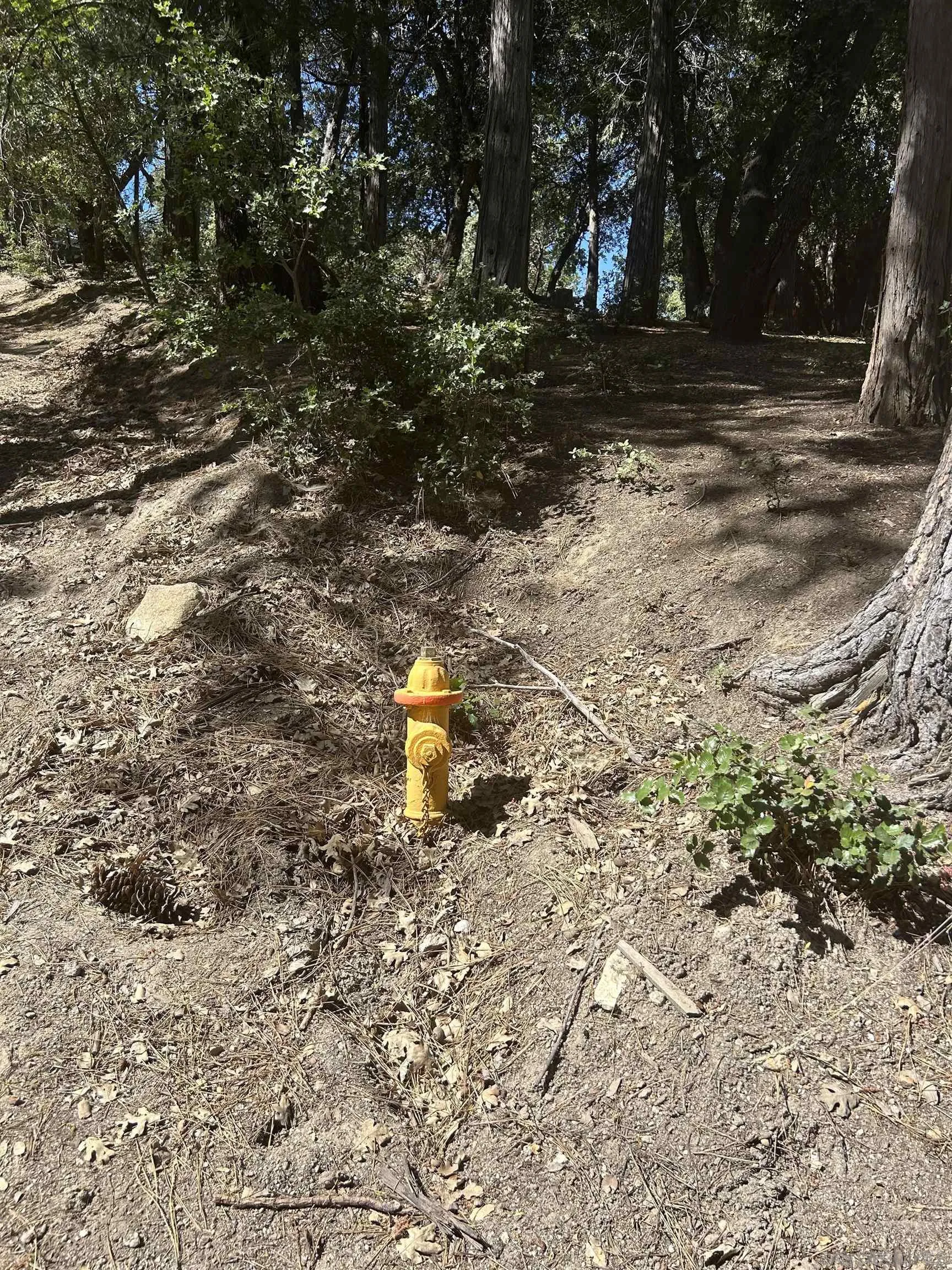 Lot 8 Saunders Meadow Road, Unit 8 Idyllwild, CA 92549 - Photo 8 of 12 a view of a yard with a tree