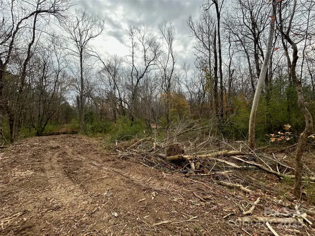 a view of a forest filled with trees