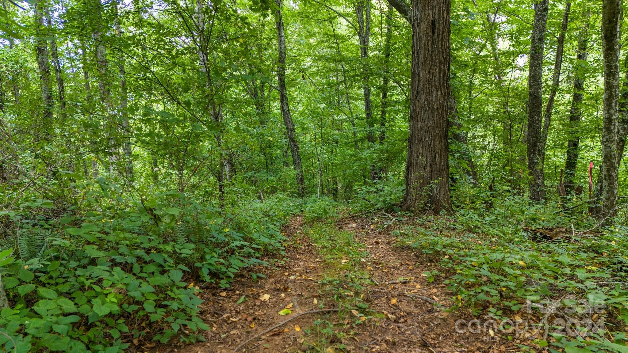 1373 Hunters Ridge Road Canton, NC 28716 - Photo 7 of 26 a view of a lush green forest