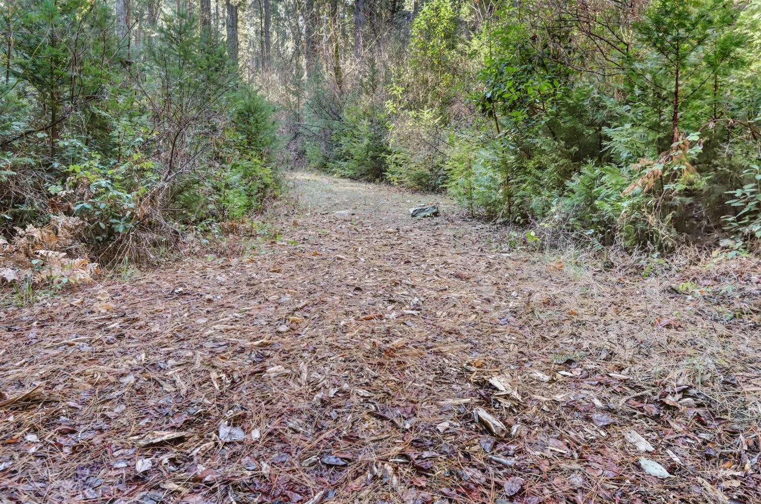 12195 East Bennett Road Grass Valley, CA 95945 - Photo 11 of 17 Owners say that at one point this was a rough-cut road that one could drive into the Cedar Ridge Drive property on. Now it is a bit overgrown but still beautiful