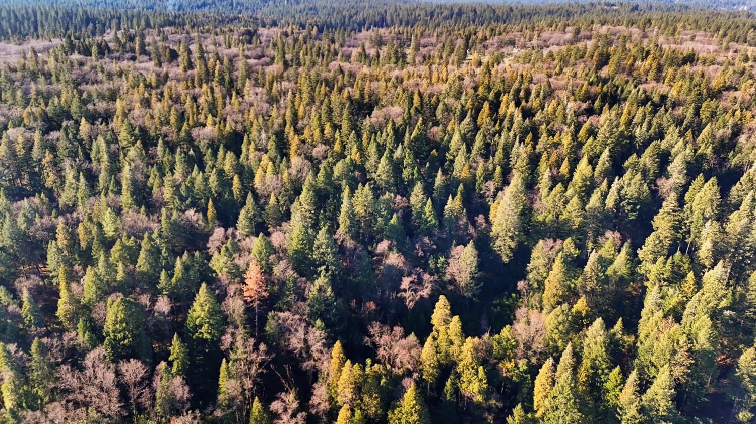 12195 East Bennett Road Grass Valley, CA 95945 - Photo 12 of 17