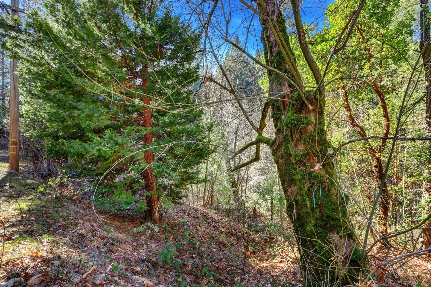 12195 East Bennett Road Grass Valley, CA 95945 - Photo 3 of 17