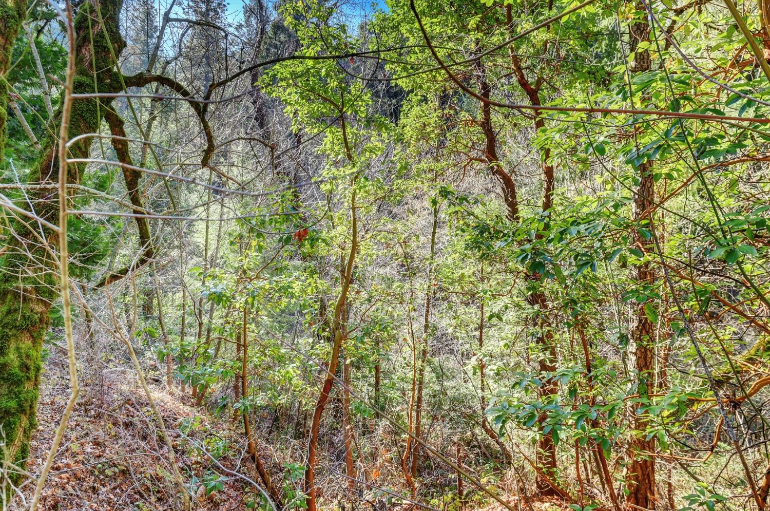 12195 East Bennett Road Grass Valley, CA 95945 - Photo 7 of 17