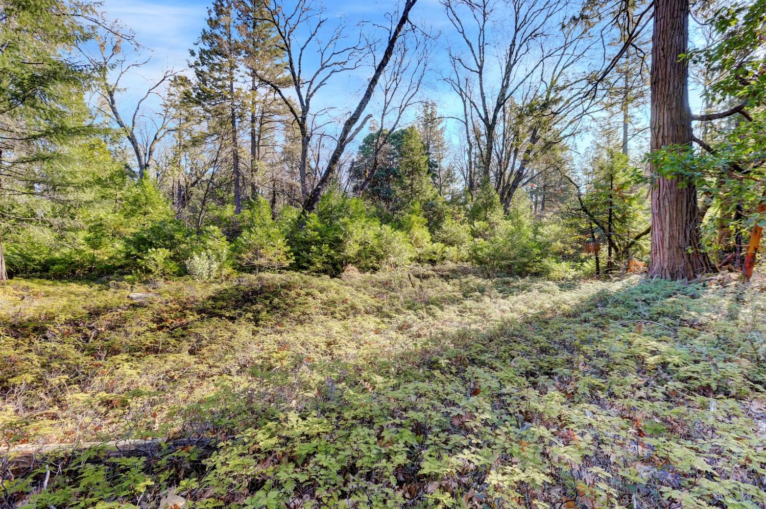 12195 East Bennett Road Grass Valley, CA 95945 - Photo 8 of 17