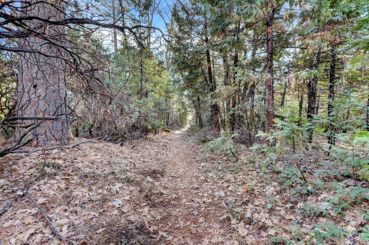 12195 East Bennett Road Grass Valley, CA 95945 - Photo 10 of 17 This is a photo of one of the winding trails that you can access from the Cedar Rudge Drive Property