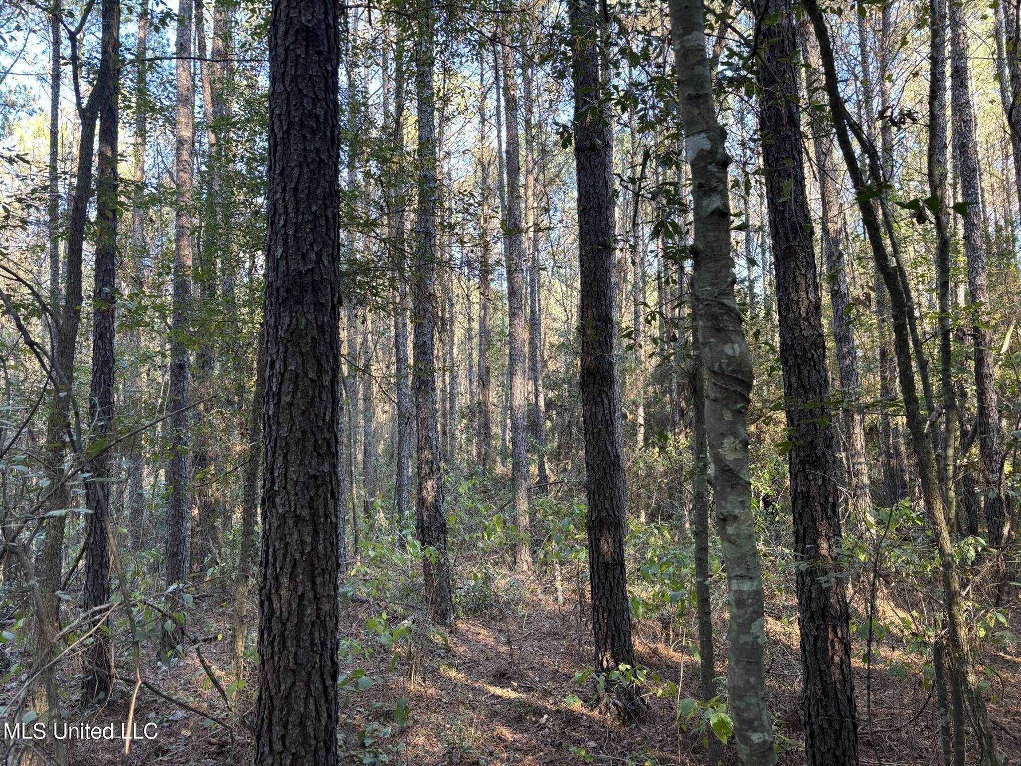 503 Highway 13 Mendenhall, MS 39114 - Photo 13 of 19 IMG_4554