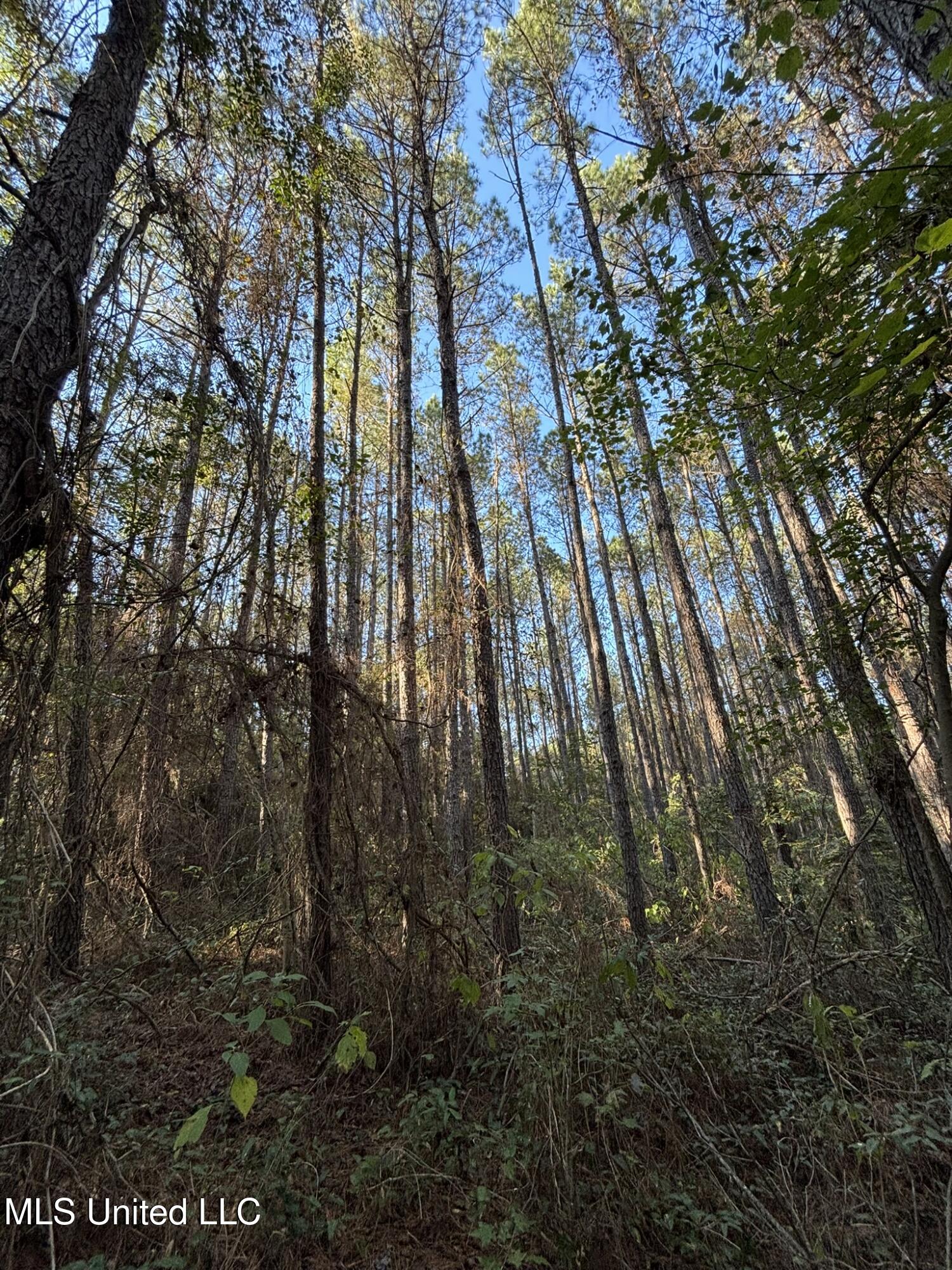 503 Highway 13 Mendenhall, MS 39114 - Photo 16 of 19 IMG_4557