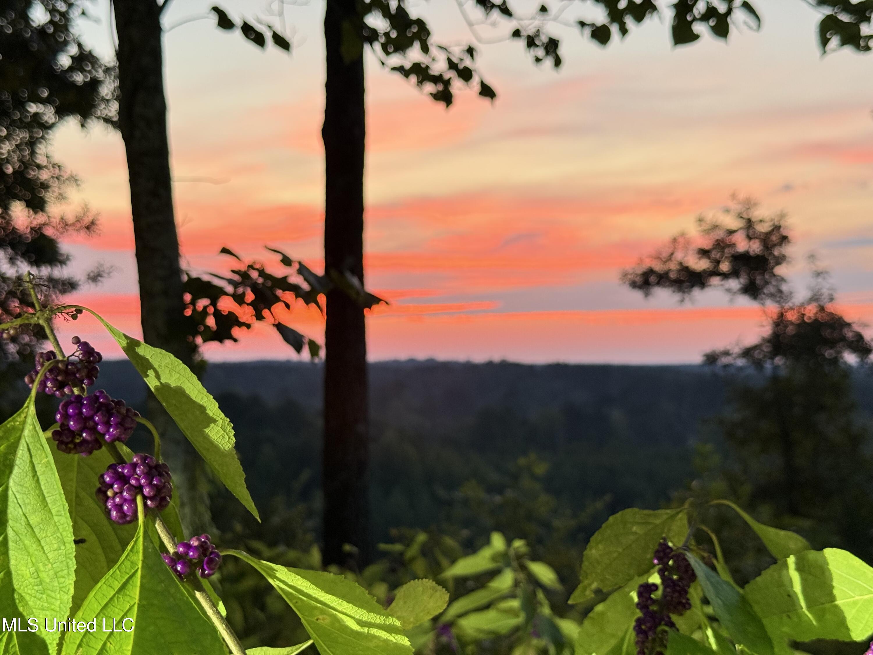 2864 Highway 407 Kilmichael, MS 39747 - Photo 32 of 40 IMG_0465