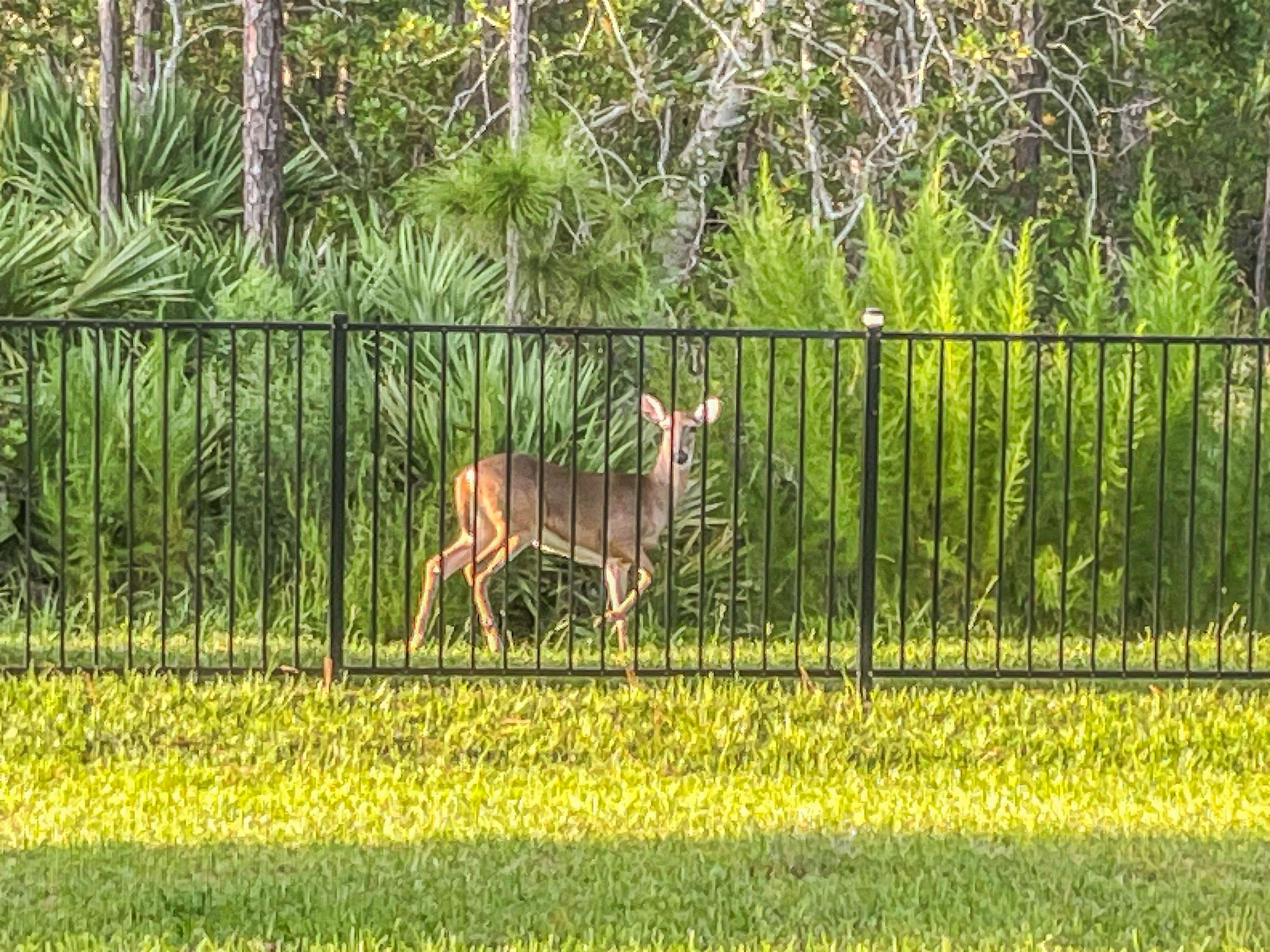 503 Stone Arbor Lane St. Augustine, FL 32086 - Photo 4 of 44 a view of swimming pool from a lake