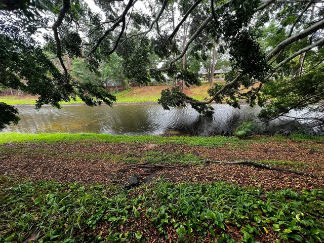 a view of a garden with large trees