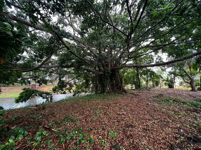 a view of a yard with a tree