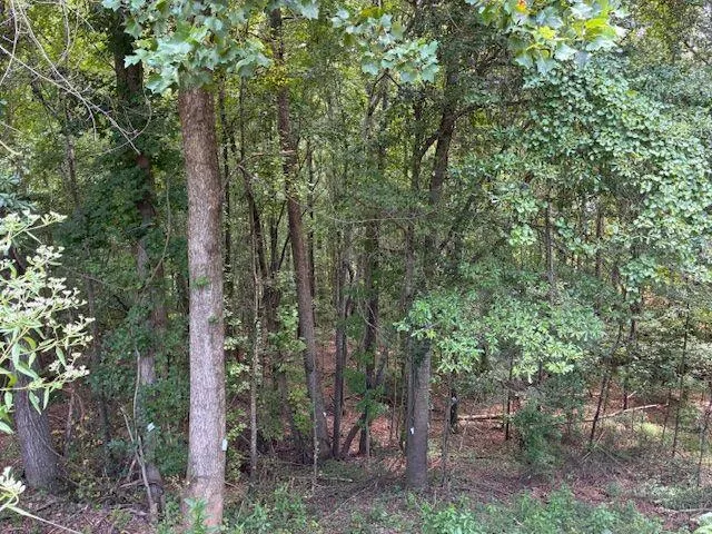 a view of a forest with trees