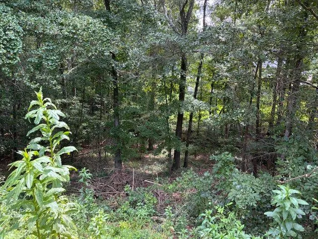 a view of a lush green forest