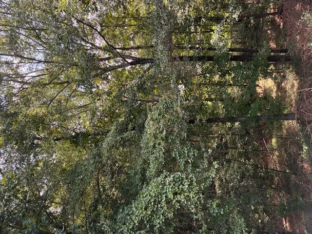 $55,000 | 2412 Snowshoe Bend Southeast, Bethlehem, GA 30620