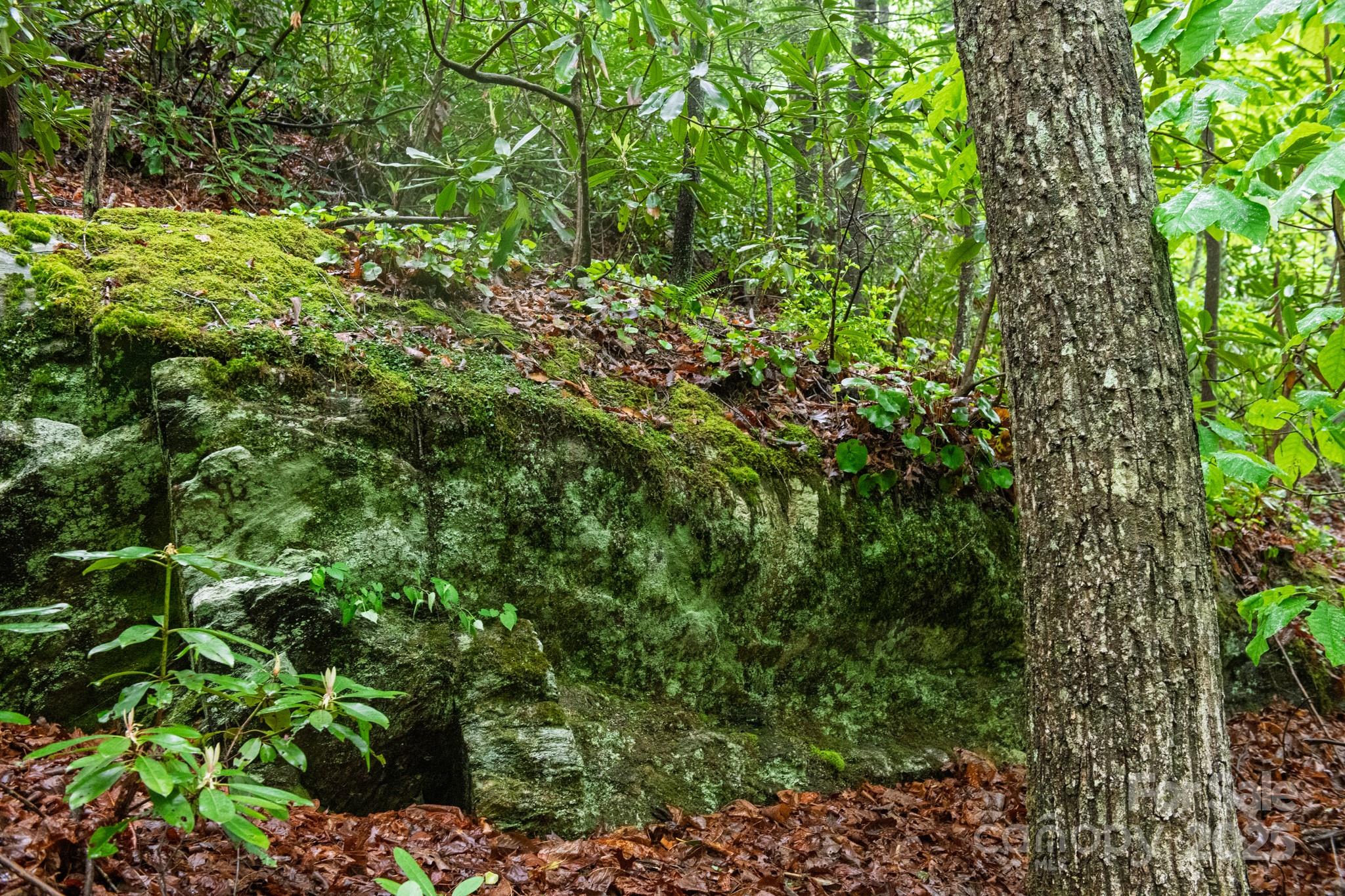 0 Rocky Top Road Lenoir, NC 28645 - Photo 13 of 18 a view of a garden