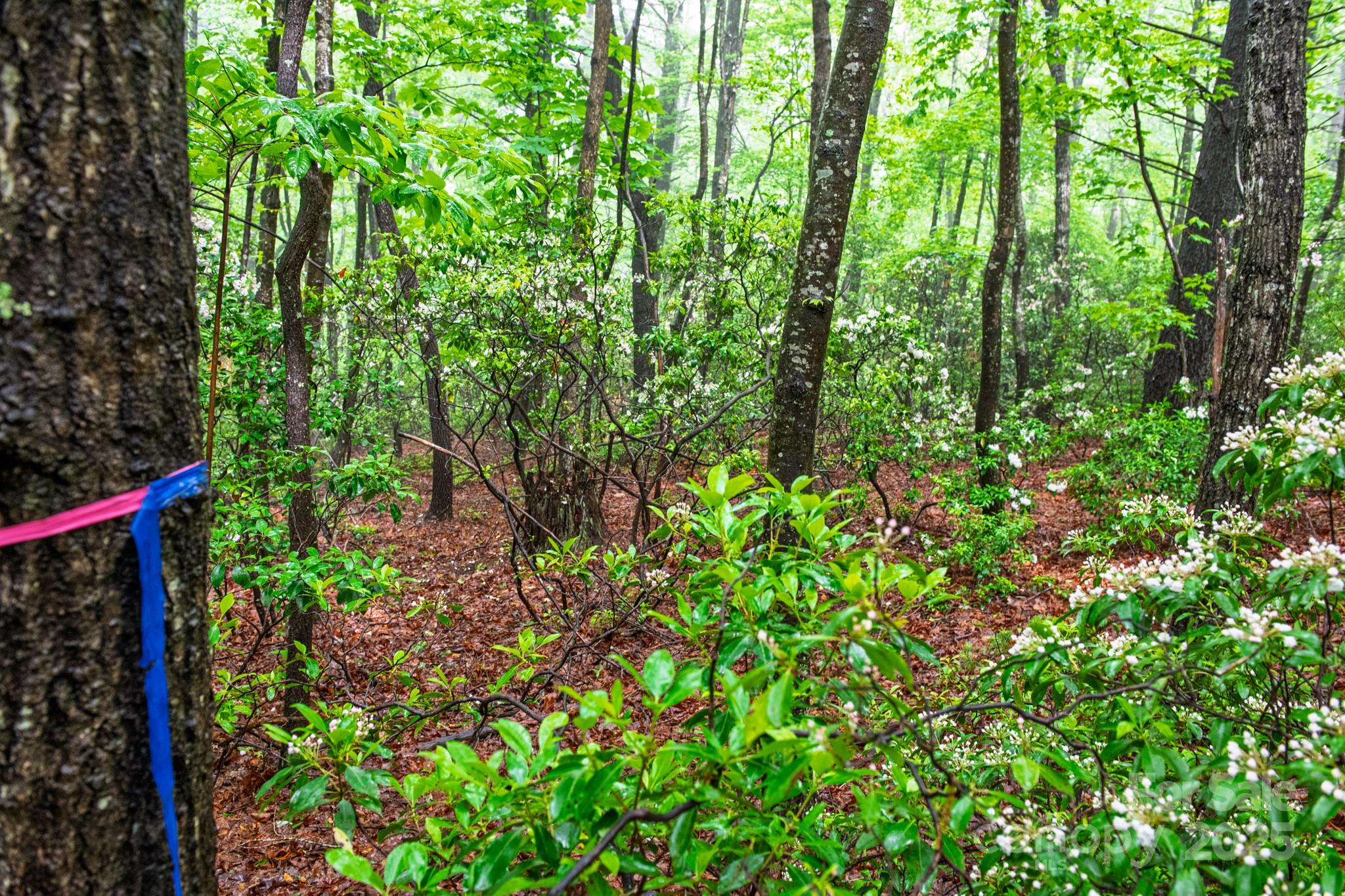 0 Rocky Top Road Lenoir, NC 28645 - Photo 3 of 18 a view of a garden