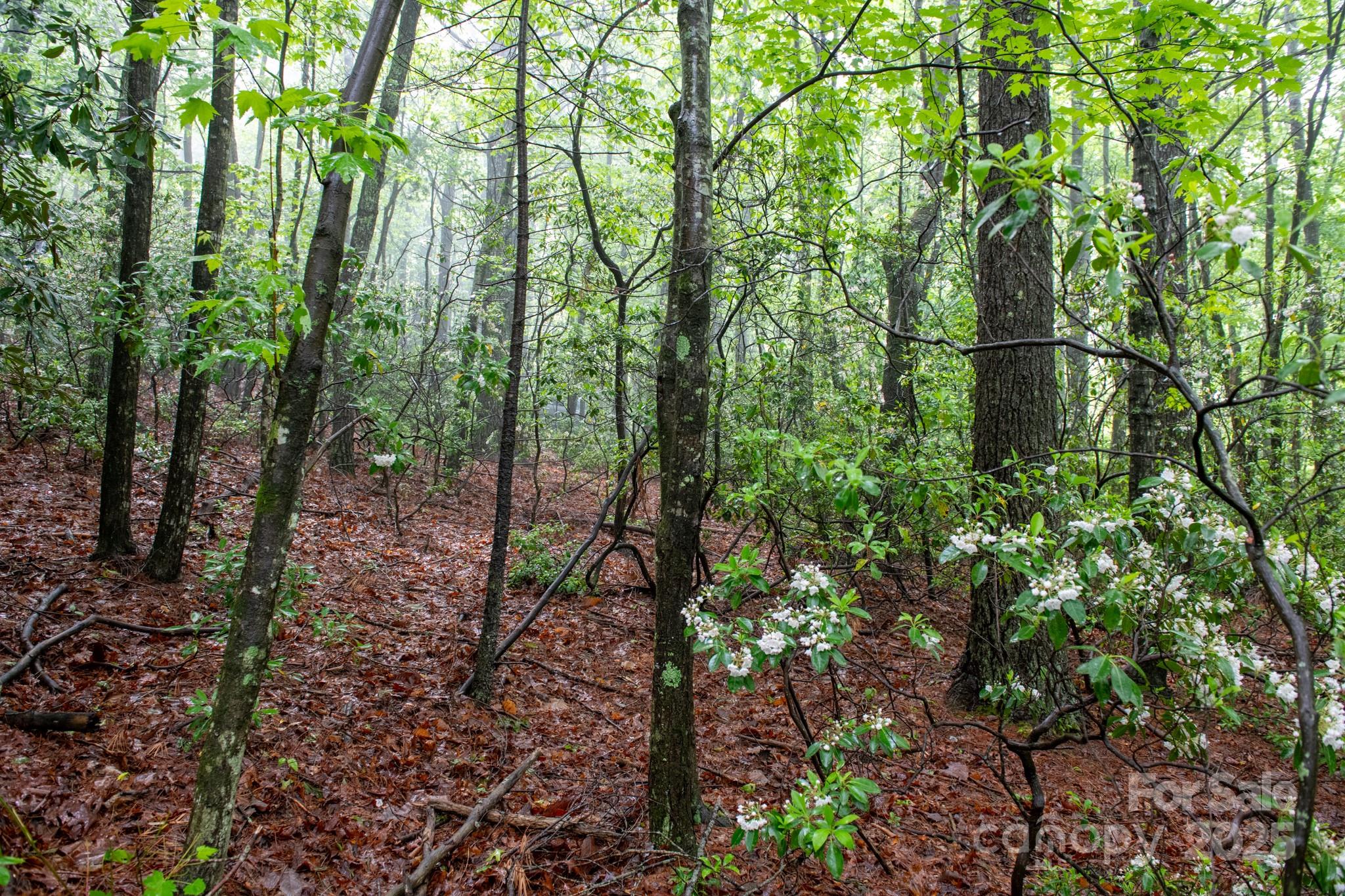 0 Rocky Top Road Lenoir, NC 28645 - Photo 7 of 18 a view of outdoor space and trees