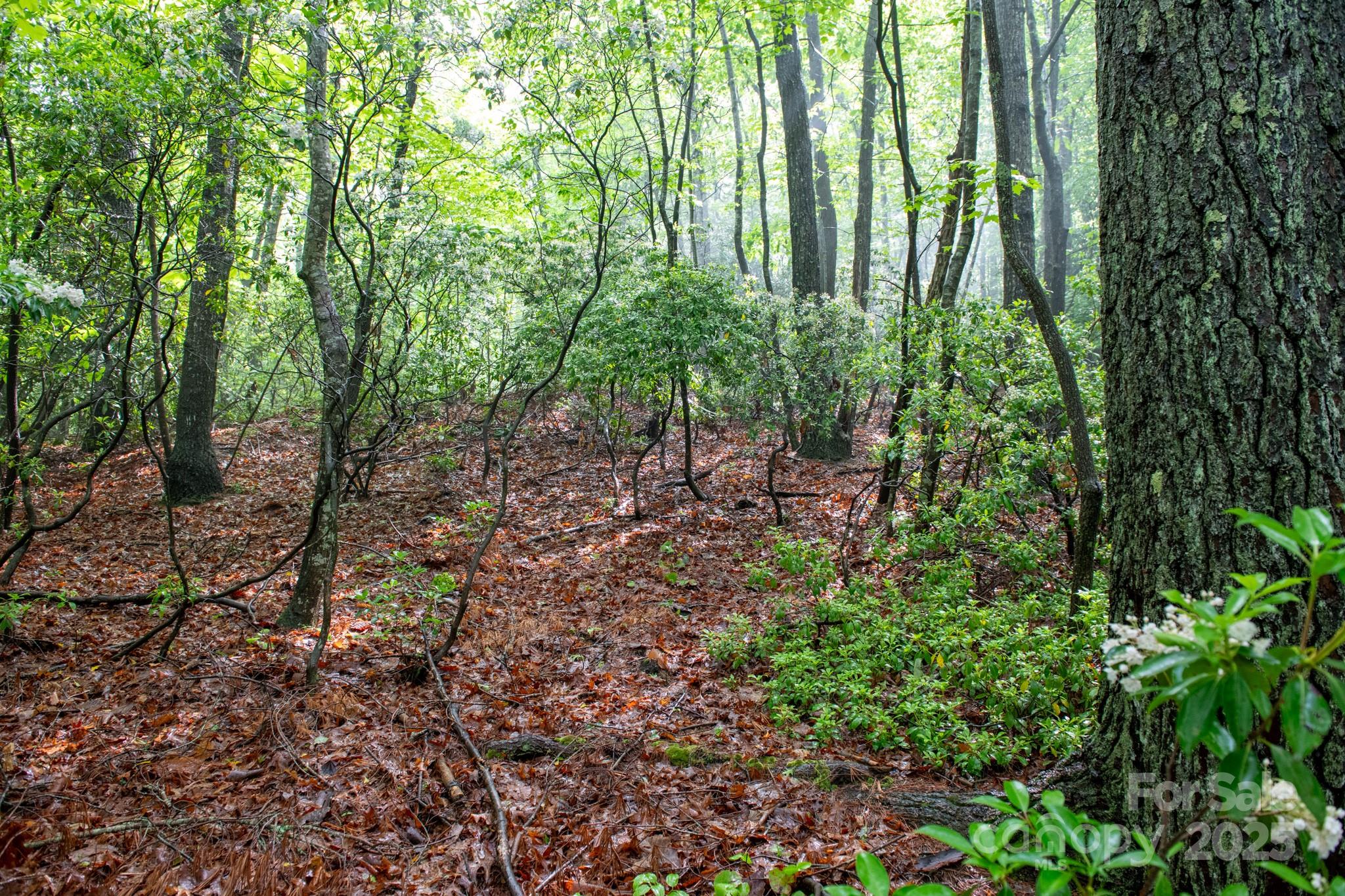 0 Rocky Top Road Lenoir, NC 28645 - Photo 8 of 18 a view of forest