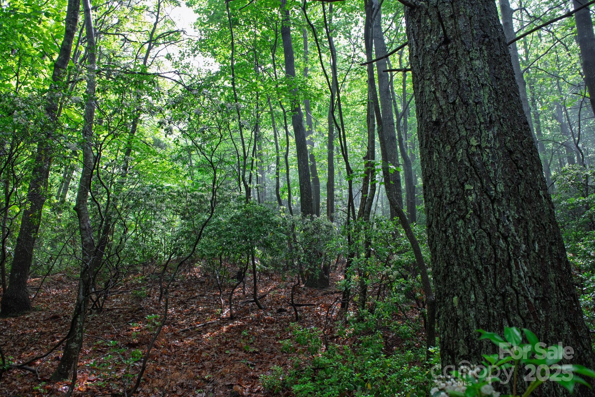 0 Rocky Top Road Lenoir, NC 28645 - Photo 9 of 18