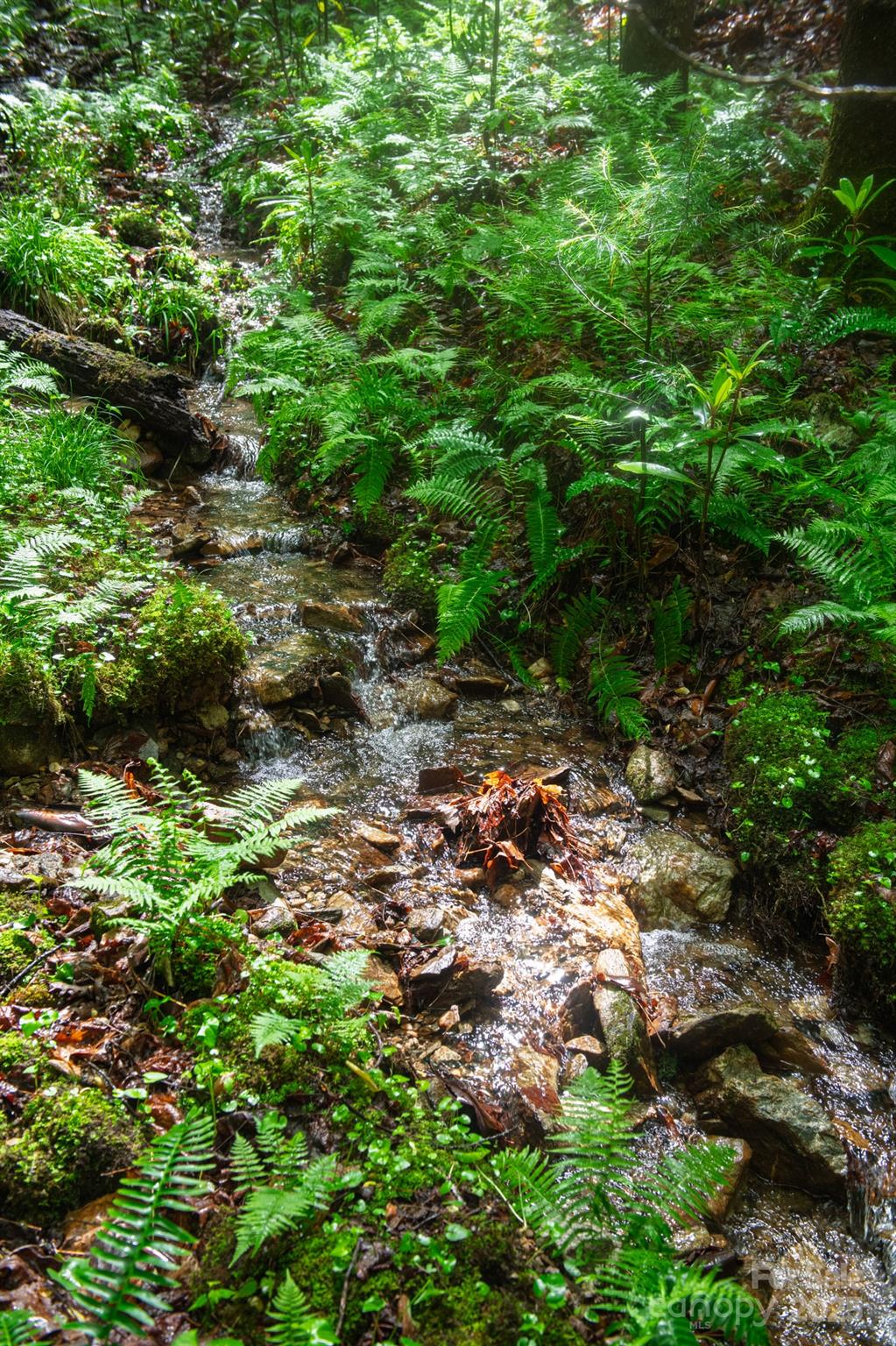0 Rocky Top Road Lenoir, NC 28645 - Photo 10 of 18 a view of a garden with a tree