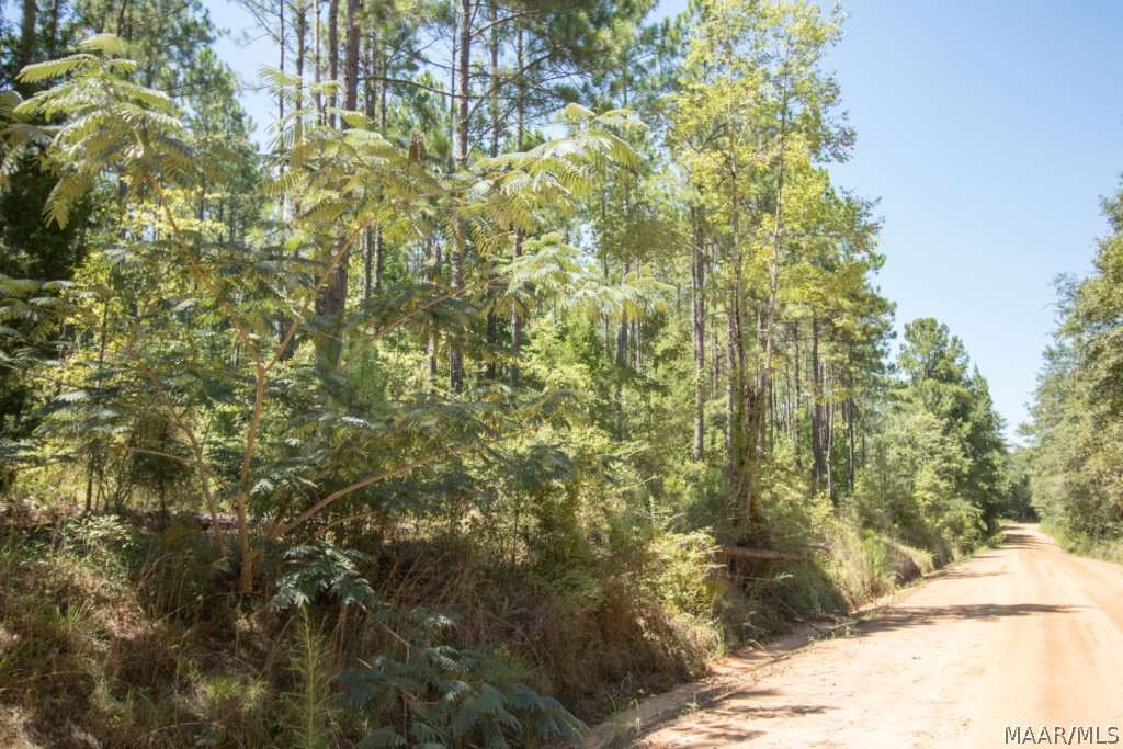 37-acres White Oak Road Slocomb, AL 36375 - Photo 17 of 24 Gallery Image 17