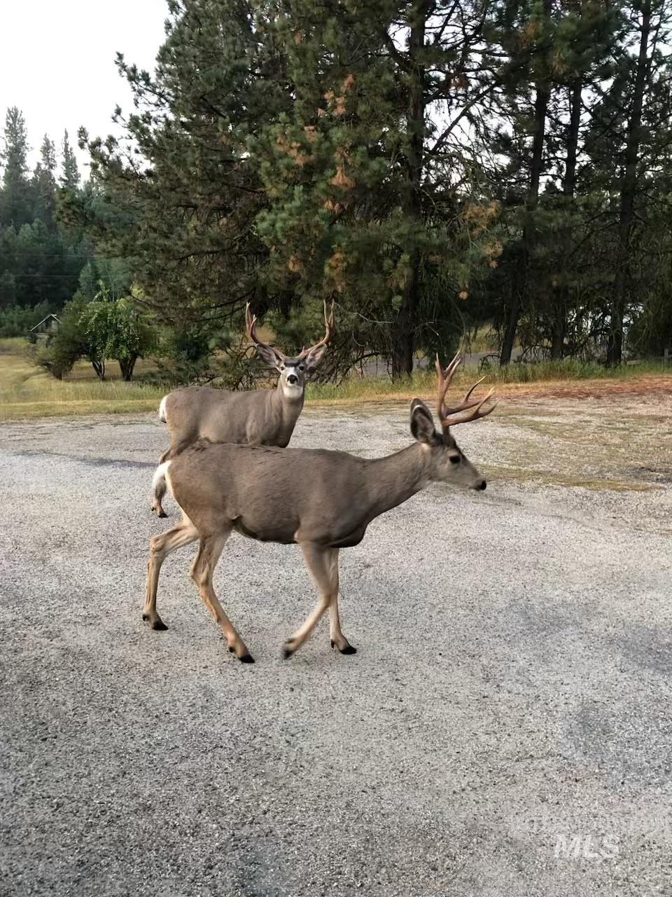 643 South Main Street Cascade, ID 83611 - Photo 38 of 38 Exterior view