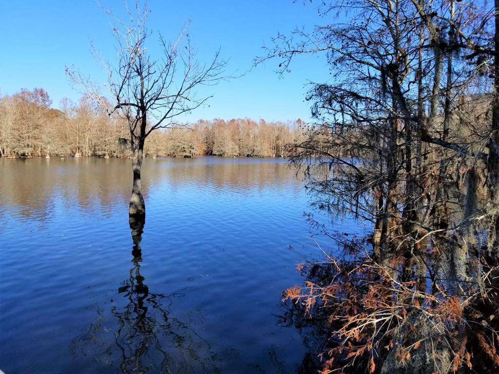 1804 Princess Pond Road Summerton, SC 29148 - Photo 22 of 24 Gallery Image 22
