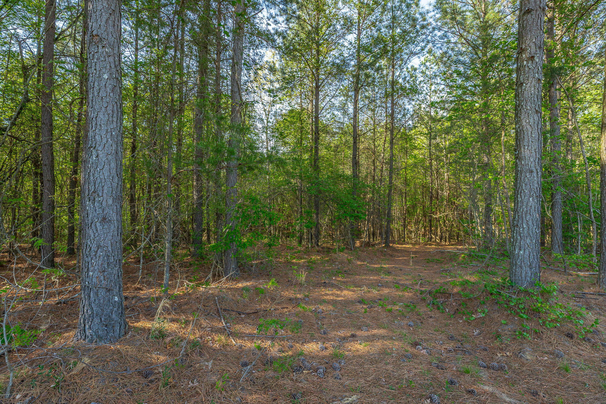 0 Crockett Pointe Point, Unit JF179 Jasper, TN 37347 - Photo 14 of 73 0 Crockett Point - JF179 HD-58