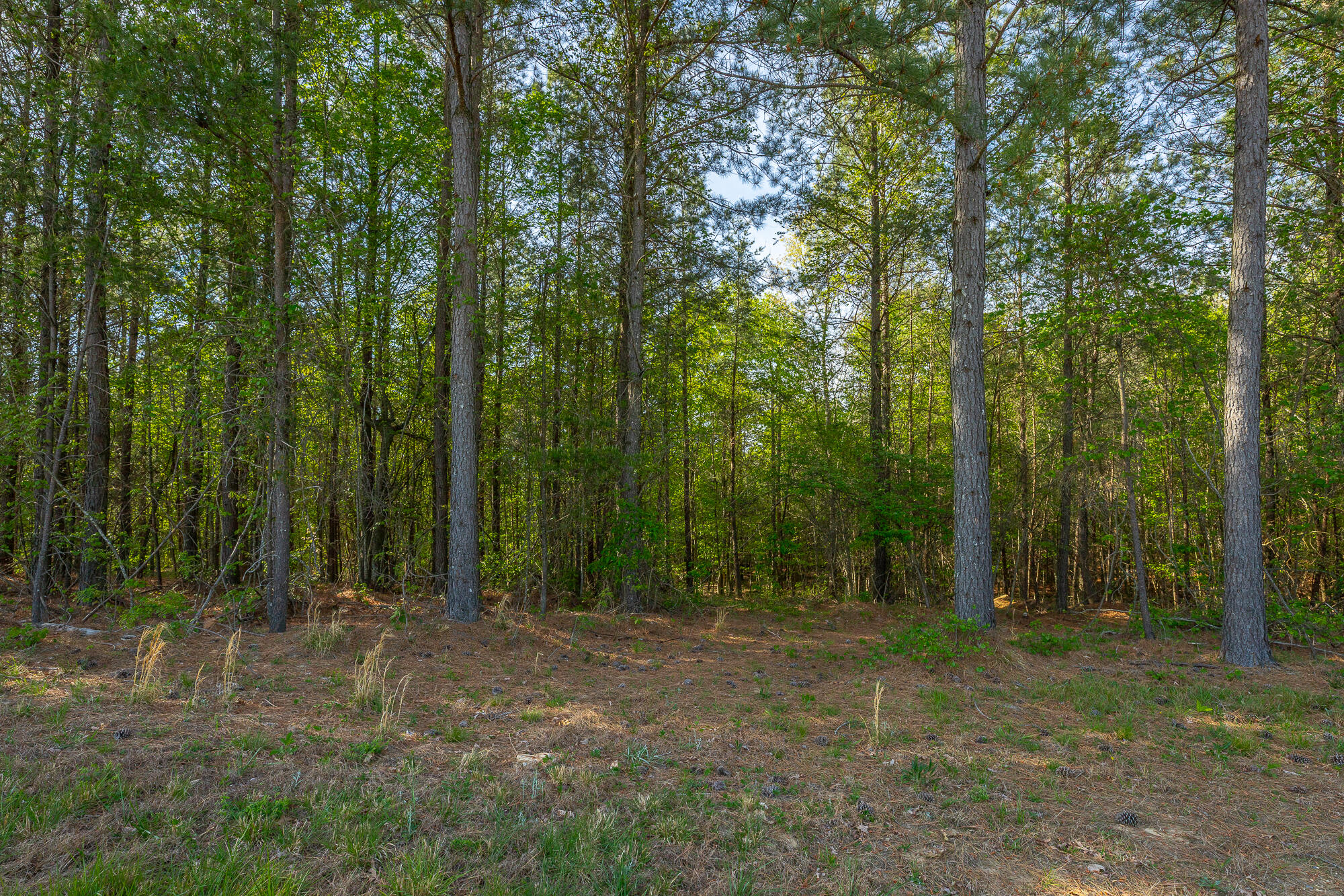 0 Crockett Pointe Point, Unit JF179 Jasper, TN 37347 - Photo 9 of 73 0 Crockett Point - JF179 HD-50