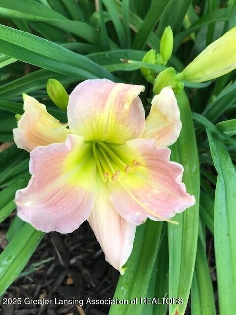 417 Kensington Road East Lansing, MI 48823 - Photo 29 of 31 Summer Garden