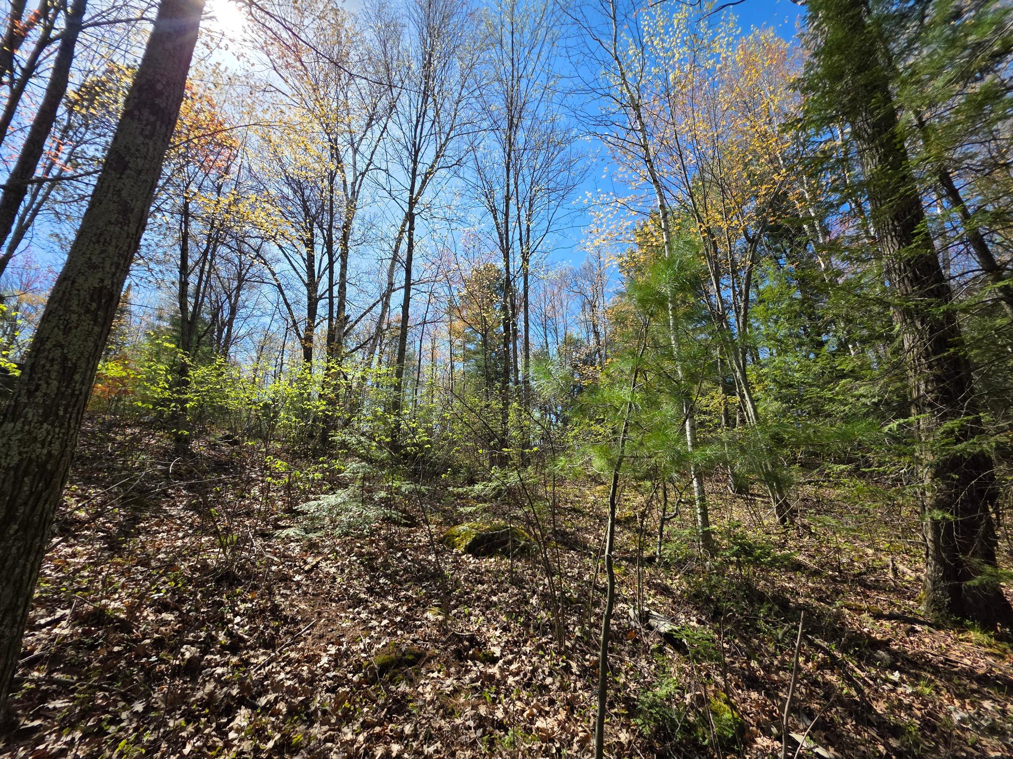 On Shady Shore Road West Tomahawk, WI 54487 - Photo 7 of 22