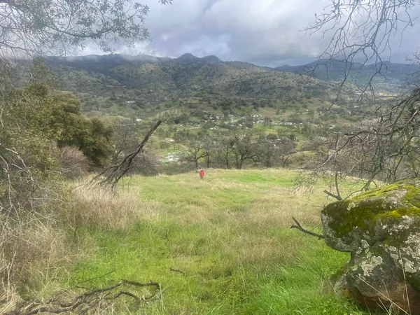 a view of a yard with an trees