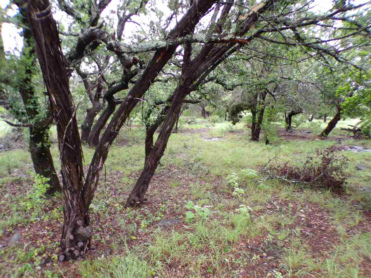 14061 Wells Fargo Road Horseshoe Bay, TX 78657 - Photo 1 of 1 a view of a yard with a tree