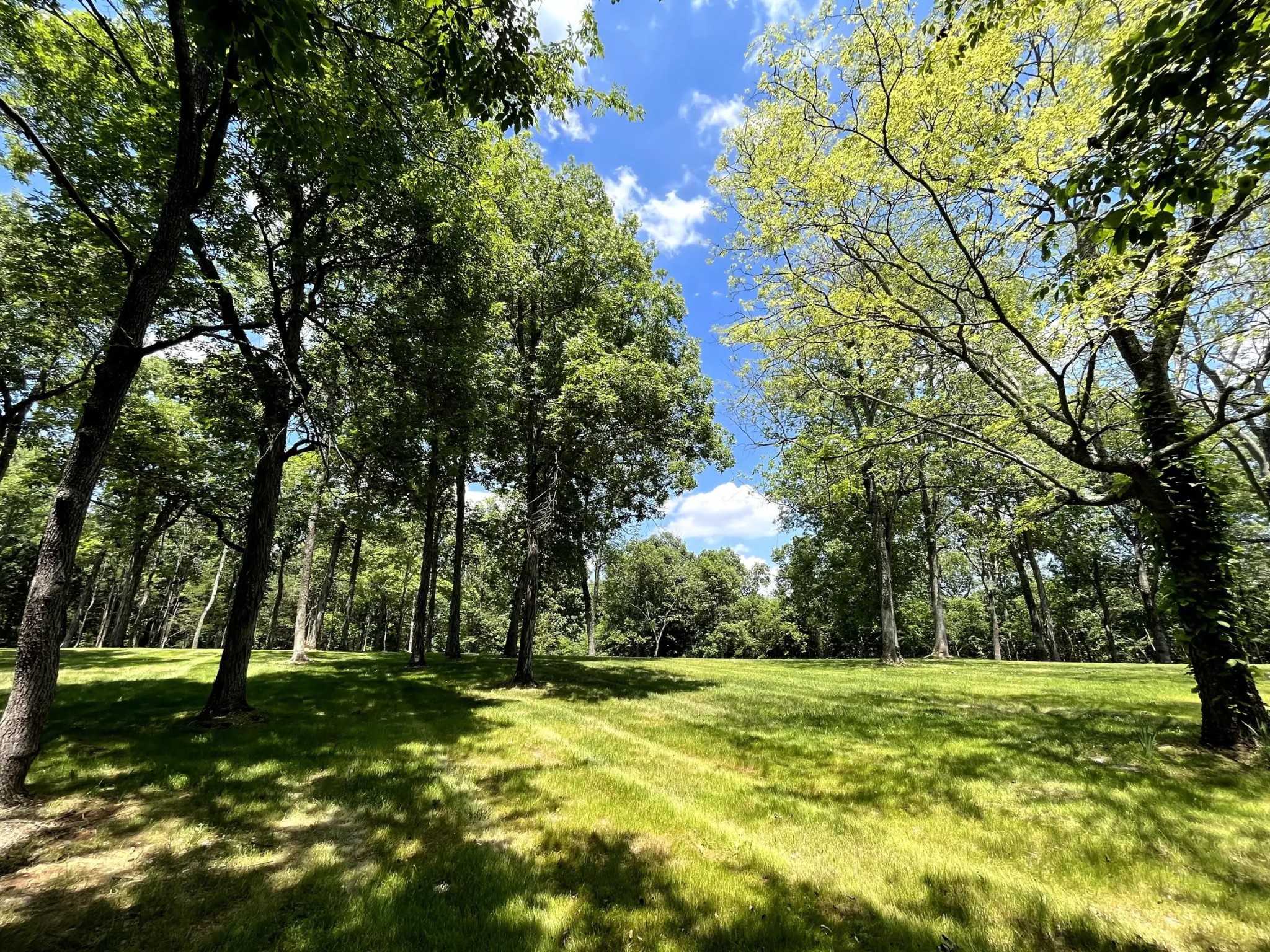 261 Blackbird Road Mount Juliet, TN 37122 - Photo 12 of 36 a view of a trees with a yard