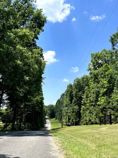 a view of a yard with plants and large trees