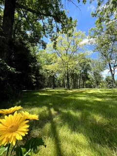 a view of backyard with tree